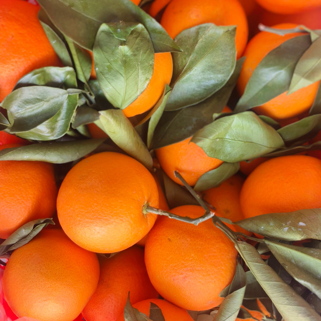 Orchard Harvest Rock Sugar Orange 5kg Box Fresh Fruit For Household Consumption