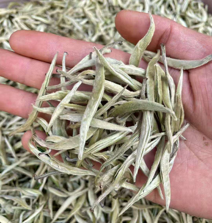 White tea single bud big bud head white dragon beard white silver needle moonlight beauty 500g tea