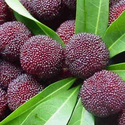 5kg Red Bayberry Orchard Harvested Fruit, Cold Pack For Storage & Transportation