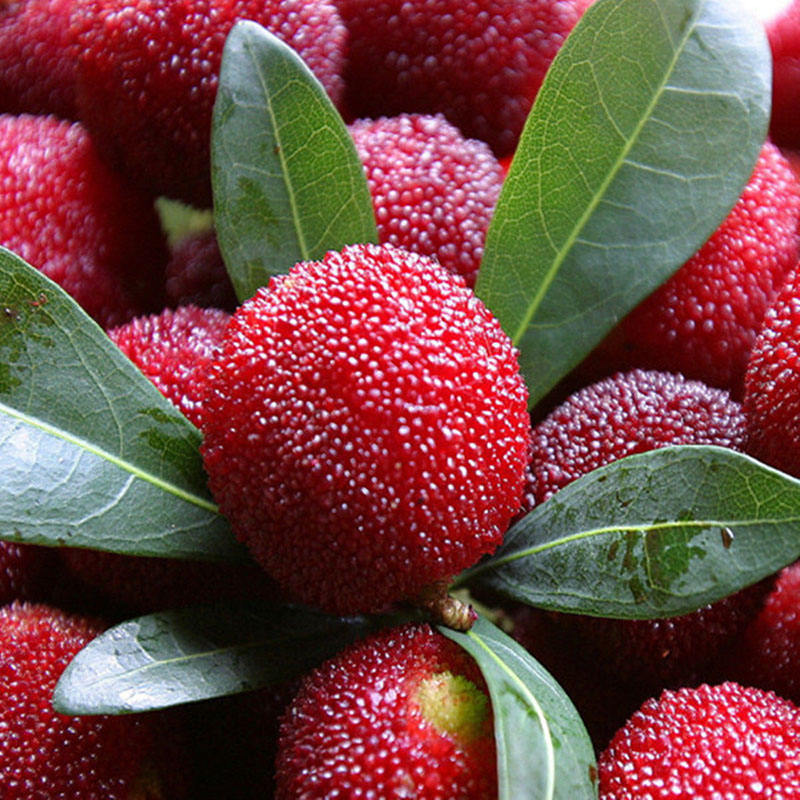 5kg Red Bayberry Orchard Harvested Fruit, Cold Pack For Storage & Transportation