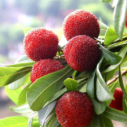 5kg Red Bayberry Orchard Harvested Fruit, Cold Pack For Storage & Transportation