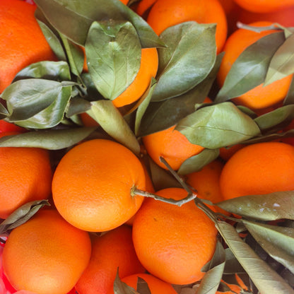 Orchard Harvest Rock Sugar Orange 5kg Box Fresh Fruit For Household Consumption